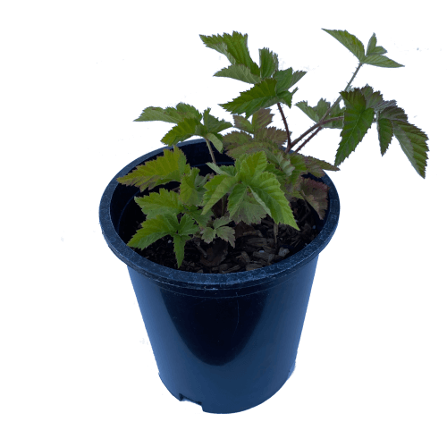 Potted Boysenberry Plant