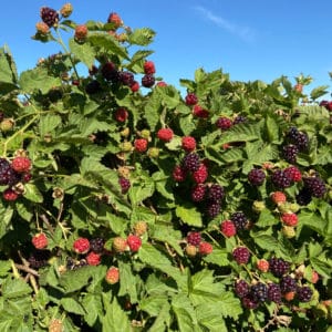 Read more about the article How to Grow Spectacular Boysenberries