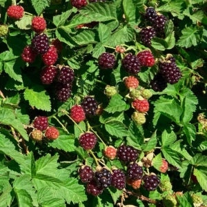 How to Plant Bare-root Boysenberries
